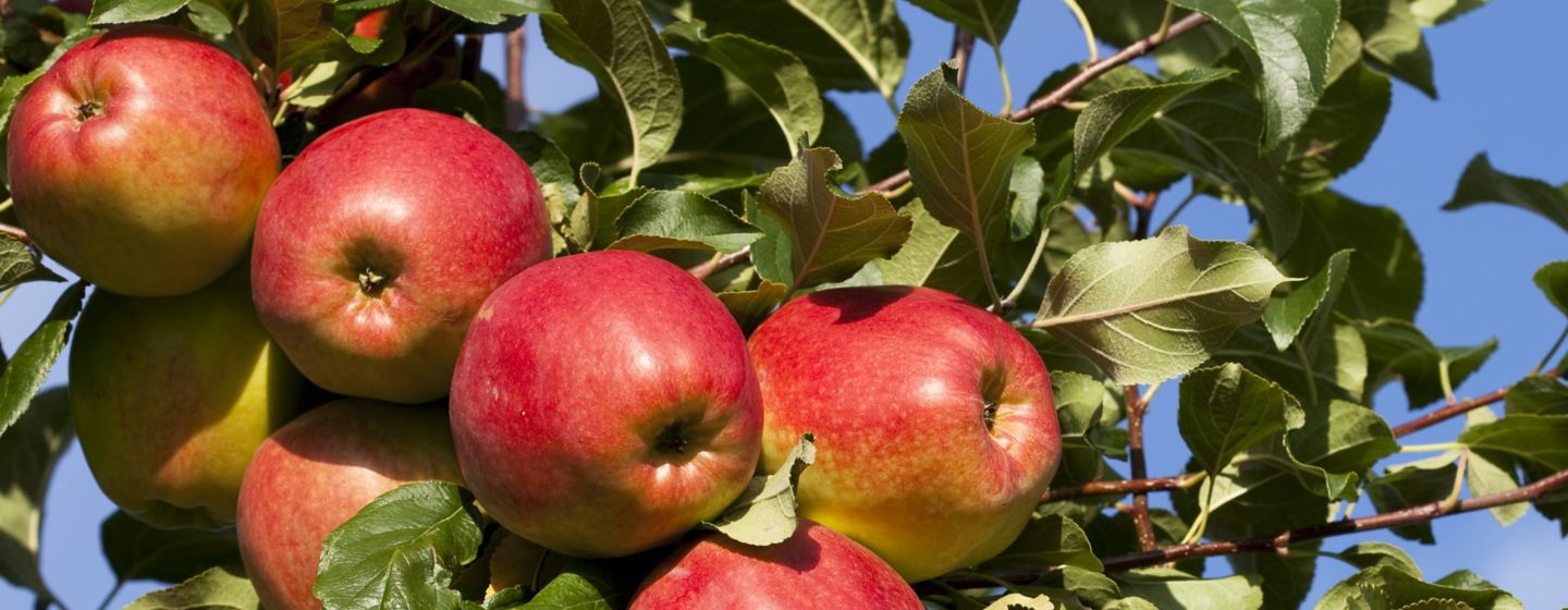 apples hanging in a tree