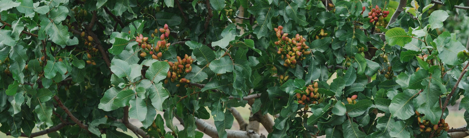 Árbol de pistachos