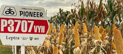 Lavoura de milho P3707VYH, o mais plantado do Brasil