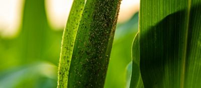 Planta de milho com pulgão nas folhas