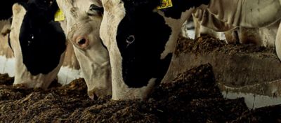 Vacas confinadas comendo silagem