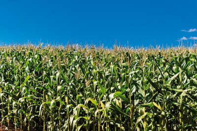 Boas Práticas Agrícolas