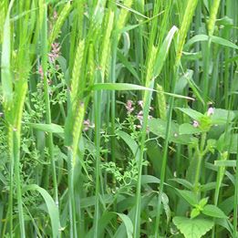 Barley  Weeds