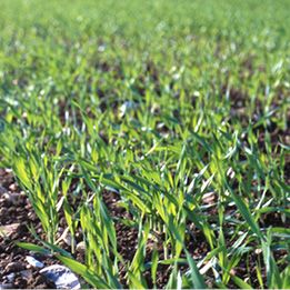 young barley