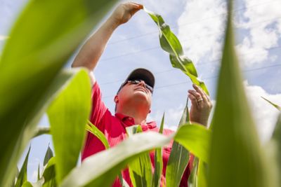 Man in examining corn leaves