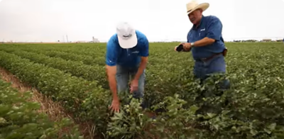 Beating nematodes in West Texas cotton