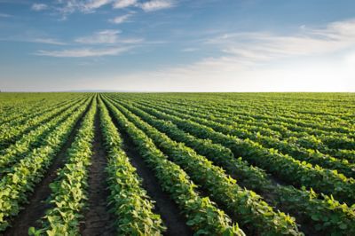 soybeans in rows