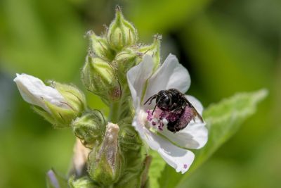 Bee on a flower