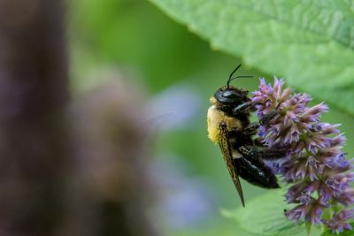 Bee with pollen on flower