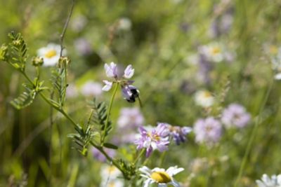 Bee in flower, meadow