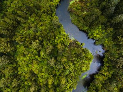 aerial view of lush green treetops with river winding through