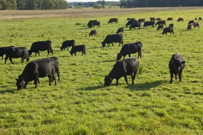 Grazing black angus cattle