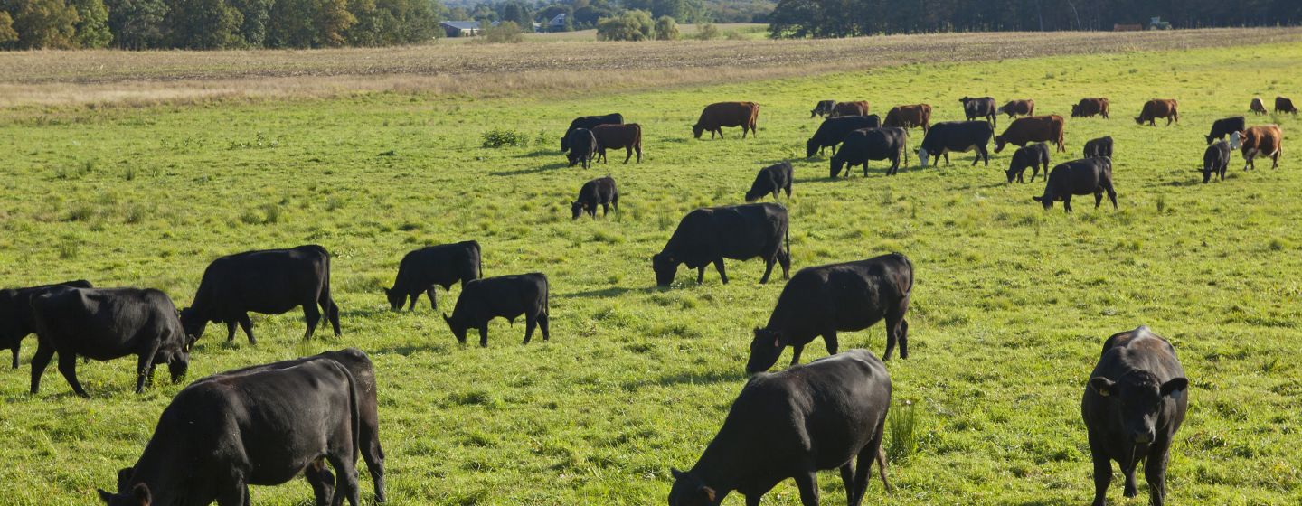 black angus cows in field