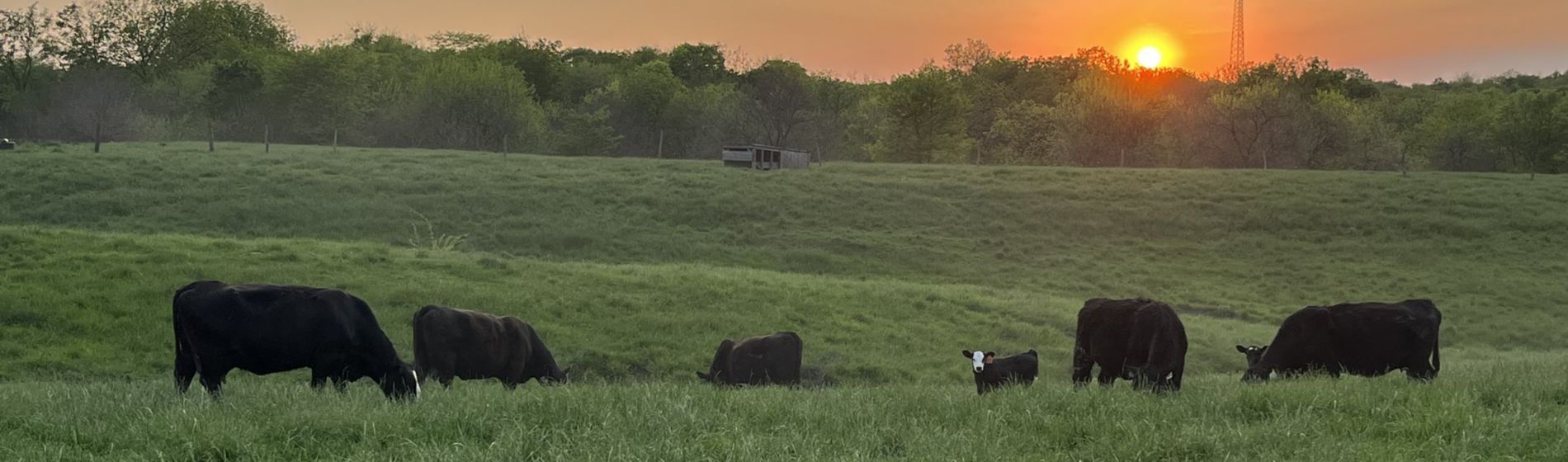 Black cows grazing on hillside at sunset