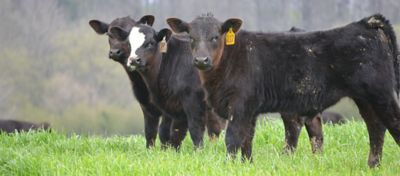 black calves on pasture