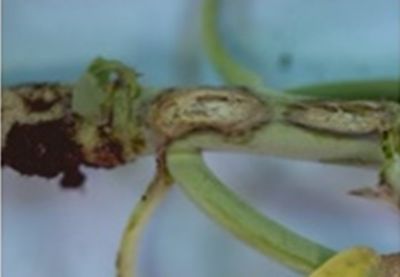 blackleg canola stem