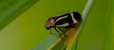 Cigarrinhas que atacam as pastagens