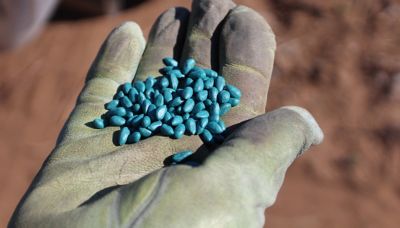 blue seeds in gloved hand