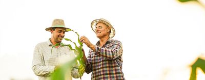 Dois homens analisando folhas do pé de milho na lavoura