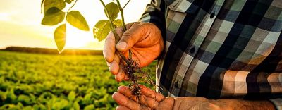 Homem segurando pé de soja analisando a raíz.