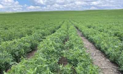 Brand-new mode of action