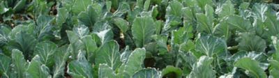 brassica-veg-crop