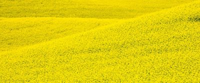 canola field