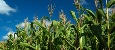 Plano Safra 2022 2023