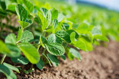 soybeans close up