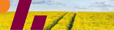 canola field with graphic overlay