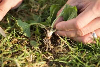 Hand pulling weed in turf