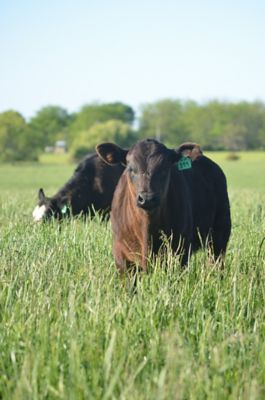 Brown calf - Missouri
