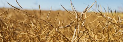 Close-up of dried canola plants in a field