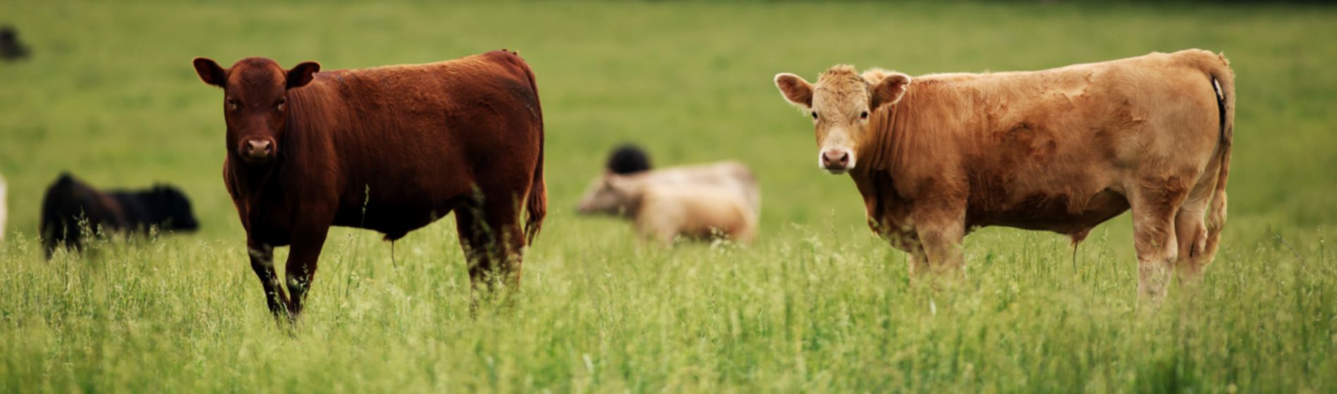 grazing cattle