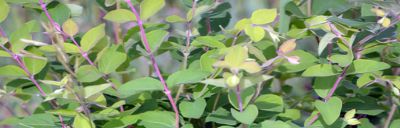 buckbrush