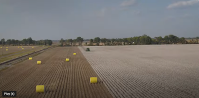 Cotton varieties with built-in yield protection