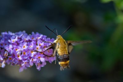 Bumble bee on a flower