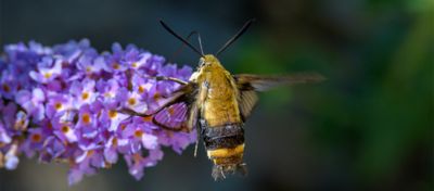 Bumble bee on a flower