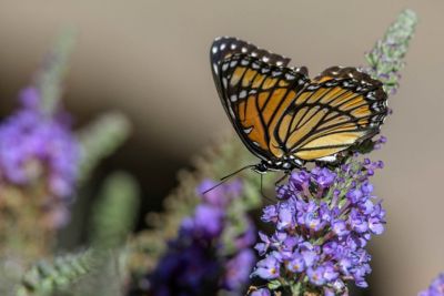 Butterfly on purple flower