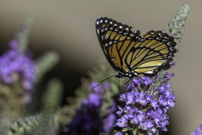 A butterfly on a flower