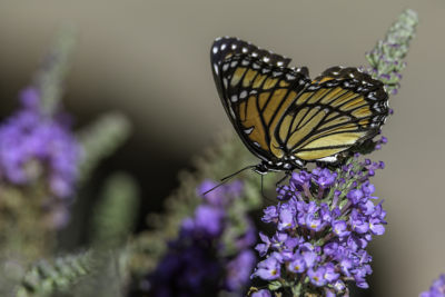 A butterfly on a flower