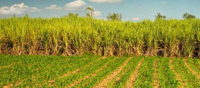 Lavoura de milho e cana-de-açúcar