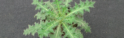 Close up of canada thistle weed