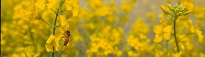 Photo - Canola plants in field - for canola landing page