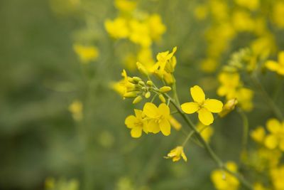 Best in Class Sclerotinia and White Mould Protection