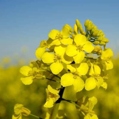 canola field