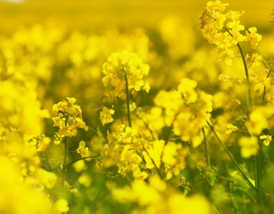 canola flower in full bloom