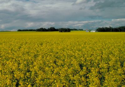 Canola field - long distance - trees in background