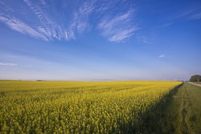 Find the Right Canola Hybrid for Every Acre