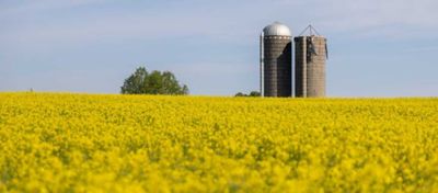 Reasons To Grow Winter Canola To Complement Your Crop Rotations